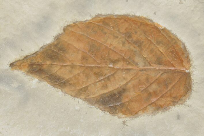 Fossil Hackberry (Celtis) Leaf - Montana #212411